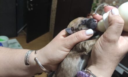 Mujeres de Nerva salvan la vida a cuatro cachorros abandonados