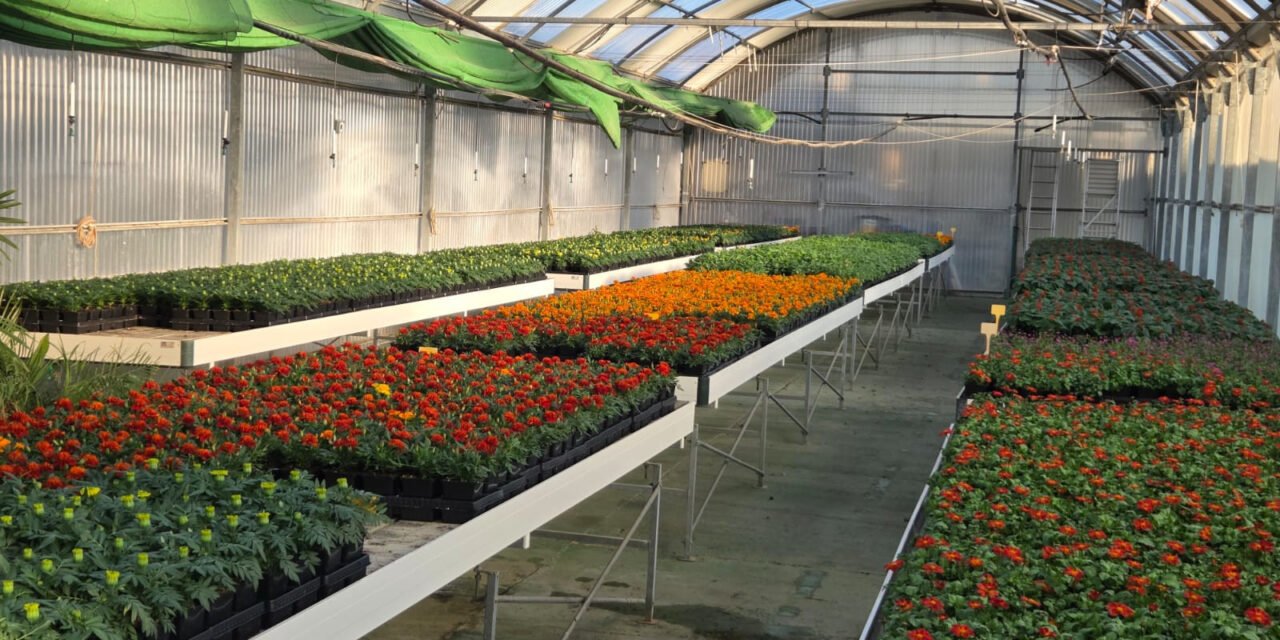 La Diputación inicia el reparto de flores de temporada a ayuntamientos