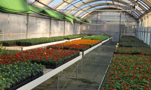 La Diputación inicia el reparto de flores de temporada a ayuntamientos