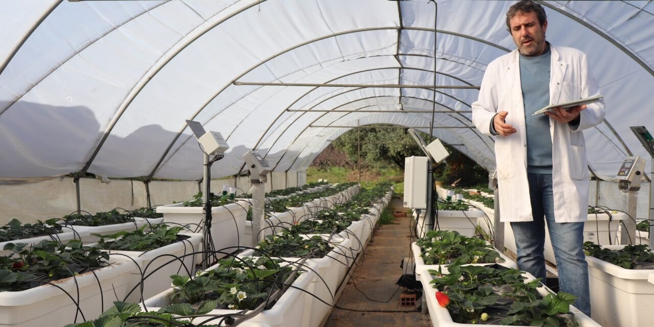 La UHU estudia cómo reducir el impacto de la sequía y patógenos de suelo en el cultivo de la fresa