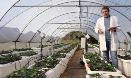 La UHU estudia cómo reducir el impacto de la sequía y patógenos de suelo en el cultivo de la fresa