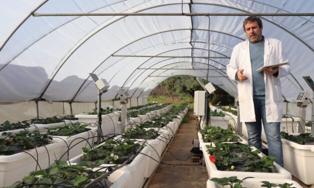 La UHU estudia cómo reducir el impacto de la sequía y patógenos de suelo en el cultivo de la fresa