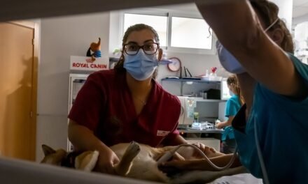 El Plan HEBE abrirá una primera oportunidad para 105 jóvenes onubenses