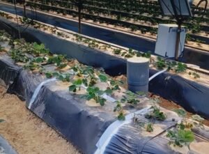 Plantas de fresa