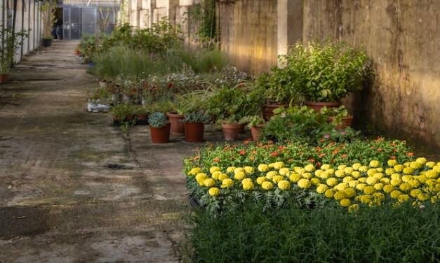 Huelva plantará 2.600 flores en la ciudad