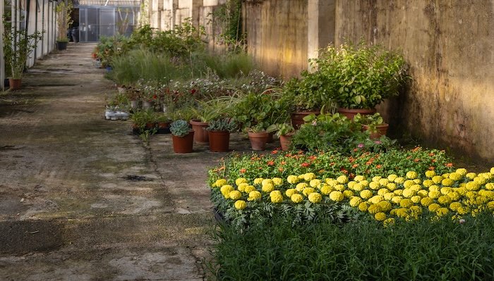 Huelva plantará 2.600 flores en la ciudad