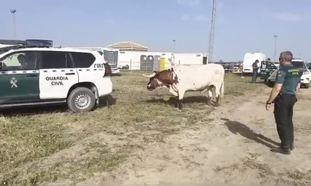 Interceptan a dos bueyes desbocados en El Rocío