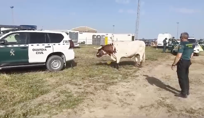 Interceptan a dos bueyes desbocados en El Rocío