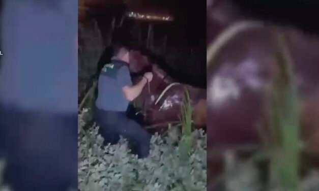 Rescatan a un jinete atrapado bajo su caballo en un lodazal en El Rocío
