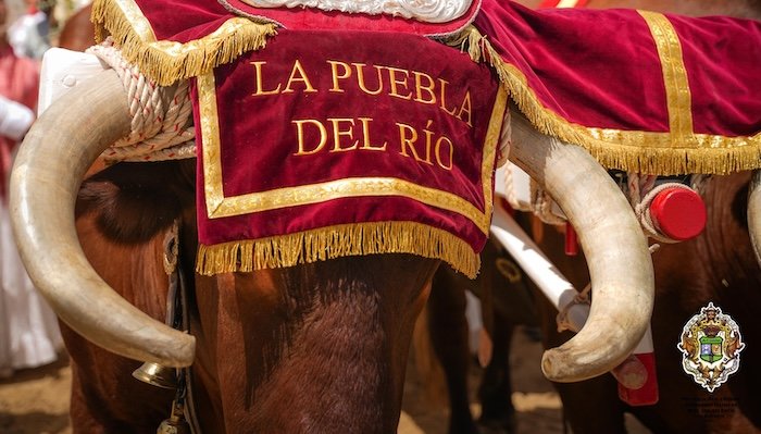 Fotogalería: El Rocío estalla en devoción durante la presentación de hermandades