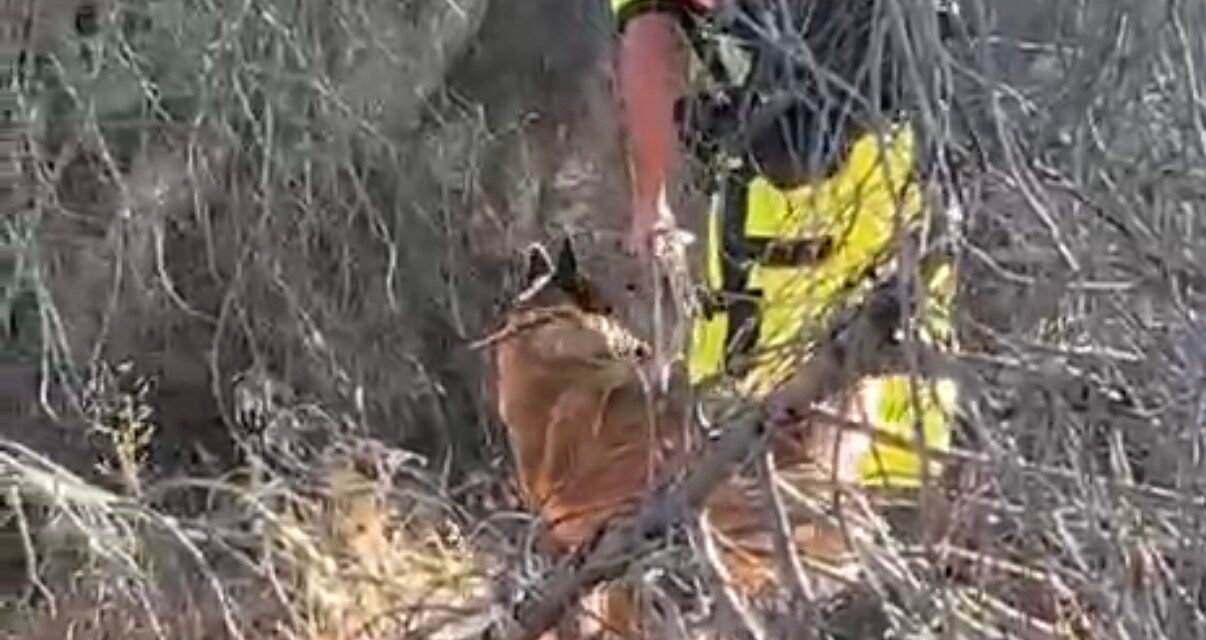 La falta de voluntarios marca otra jornada de búsqueda sin resultados para localizar a Astrid en El Pozuelo