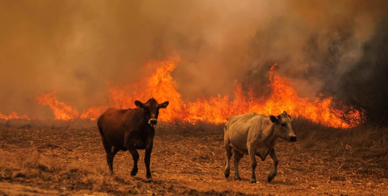 Valverde Animal crea una red de acogida para evacuar a los animales afectados por el incendio de Niebla