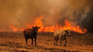 Animales huyen del fuego