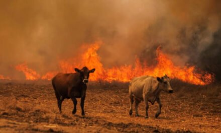 Valverde Animal crea una red de acogida para evacuar a los animales afectados por el incendio de Niebla