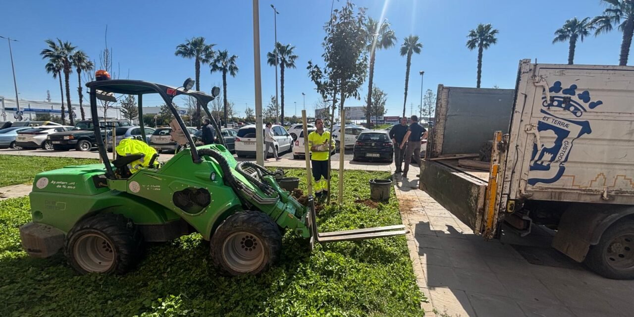 Huelva adquiere 80 nuevas palmeras, 242 árboles y 365 arbustos