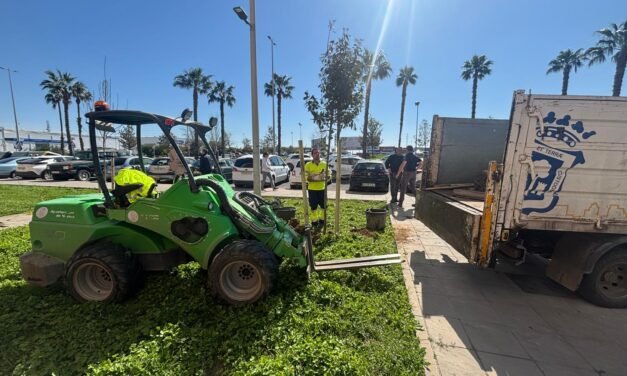 Huelva adquiere 80 nuevas palmeras, 242 árboles y 365 arbustos