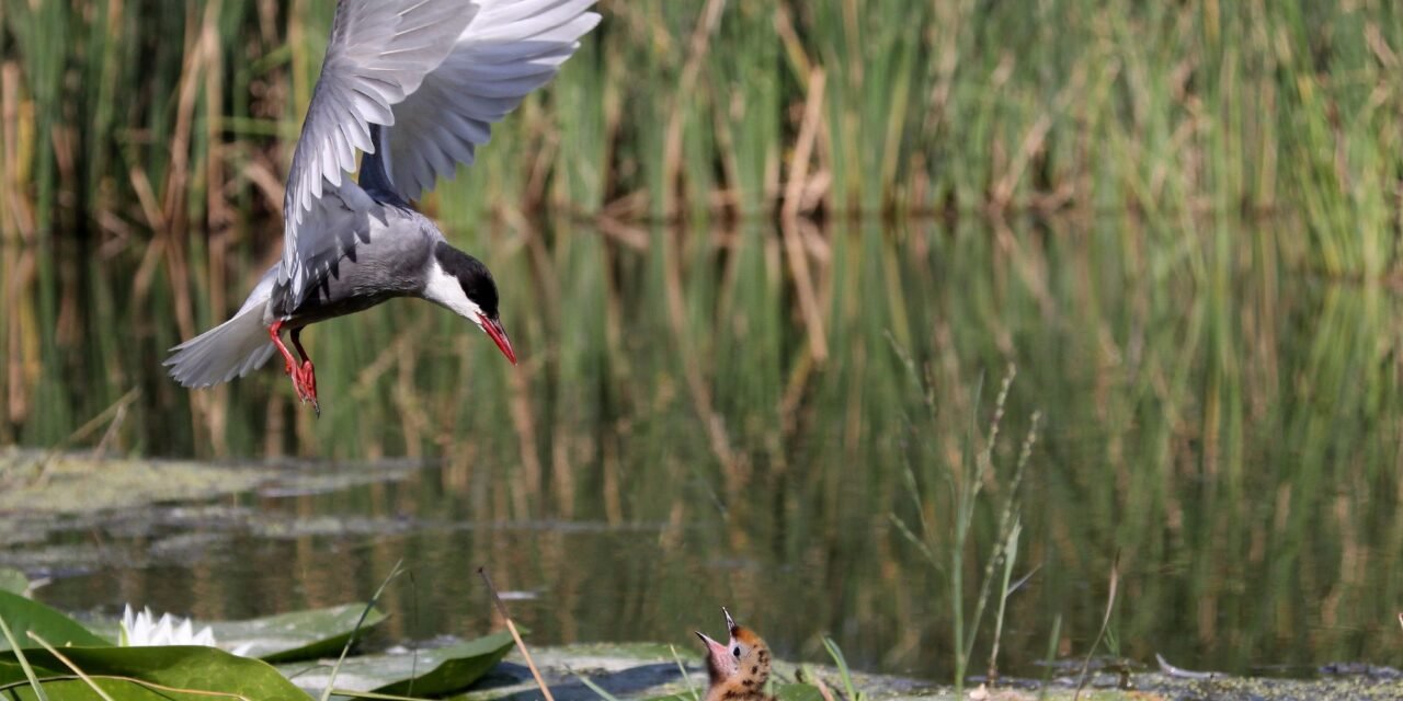 La Laguna Primera de Palos recupera su avifauna y refugia a más de 150 especies de aves