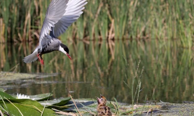 La Laguna Primera de Palos recupera su avifauna y refugia a más de 150 especies de aves