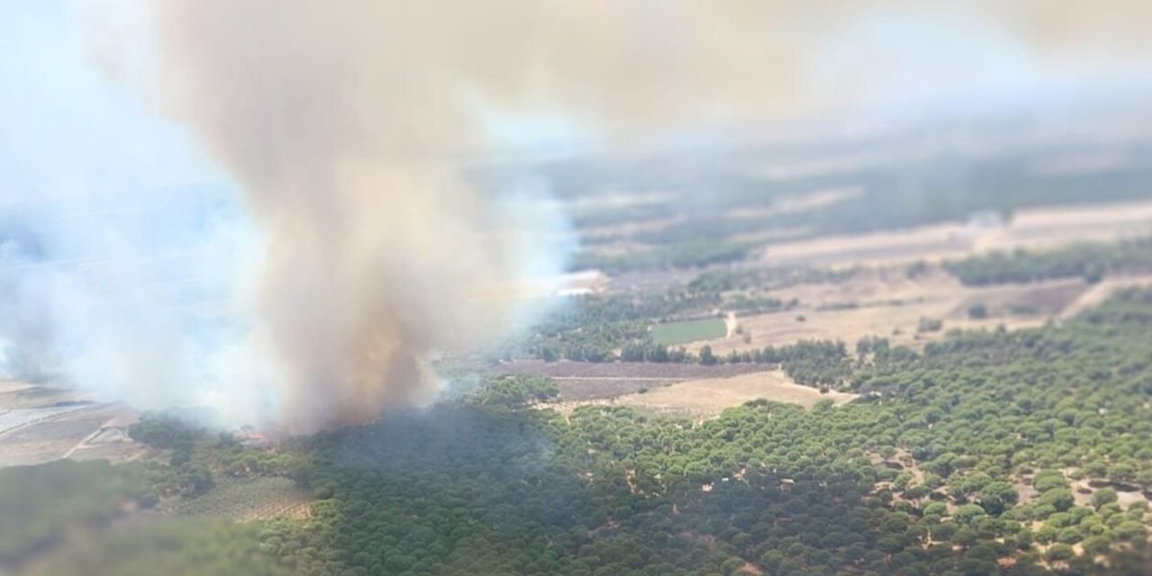 Lucena sufre su quinto incendio en 15 días