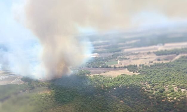Lucena sufre su quinto incendio en 15 días