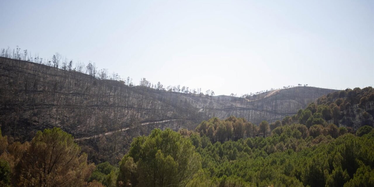 La Junta trabaja para declarar ‘desastre natural’ en las áreas afectadas por el incendio de Niebla
