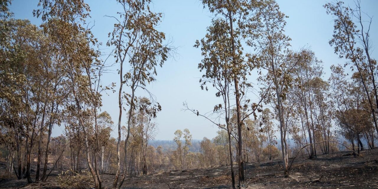 El incendio de Niebla supera las 28.000 hectáreas tras una noche «compleja»