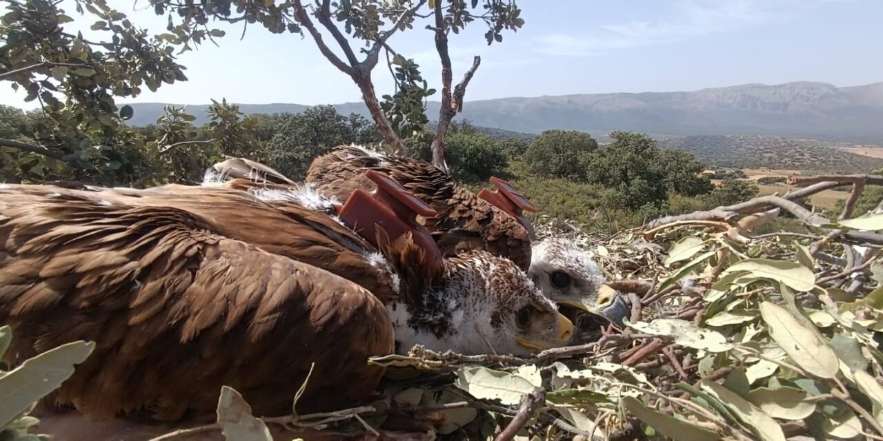 El seguimiento del águila imperial mediante GPS permite localizar focos de virus del Nilo