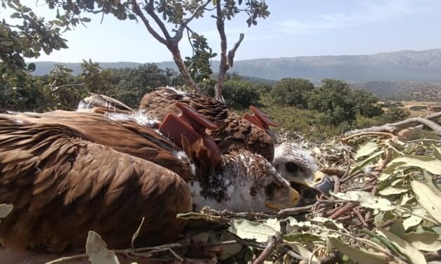 El seguimiento del águila imperial mediante GPS permite localizar focos de virus del Nilo