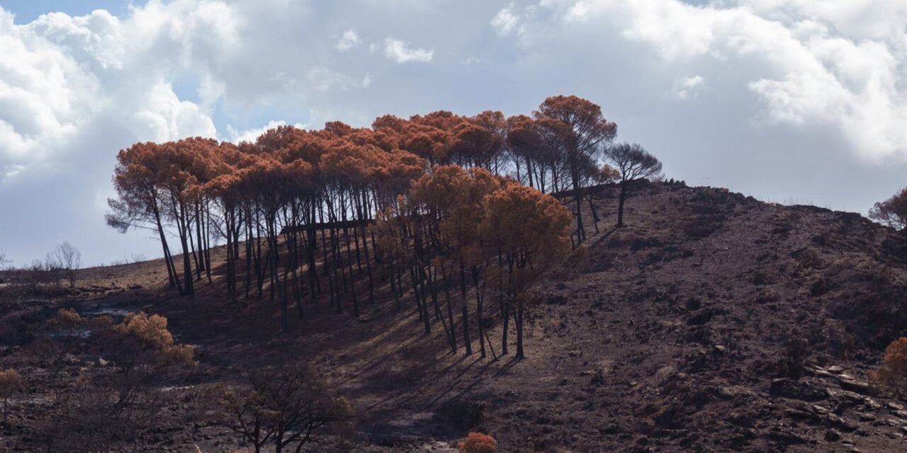 La Junta invierte más de 3,6 millones en obras de emergencia tras el incendio de Niebla