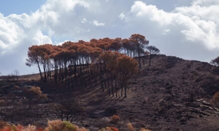 La Junta invierte más de 3,6 millones en obras de emergencia tras el incendio de Niebla
