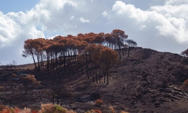 La Junta invierte más de 3,6 millones en obras de emergencia tras el incendio de Niebla