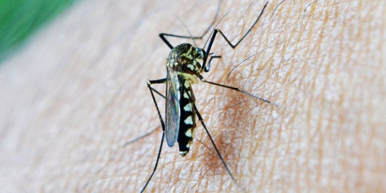 Detectado un nuevo caso de virus del Nilo en Cortegana