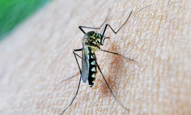 Detectado un nuevo caso de virus del Nilo en Cortegana