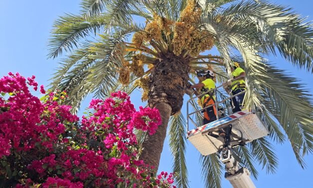 El Ayuntamiento retira los dátiles de las palmeras ante la llegada de las lluvias y el viento