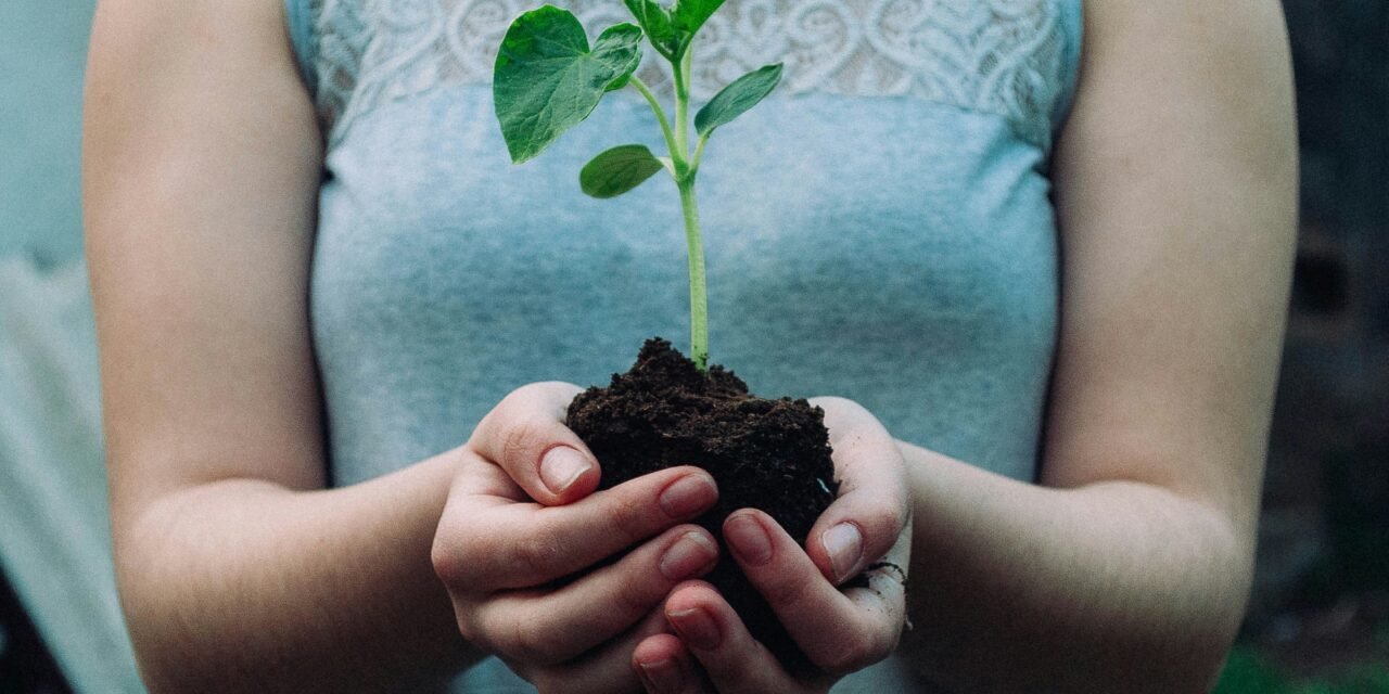Sentido Natural impulsa la reforestación de Berrocal